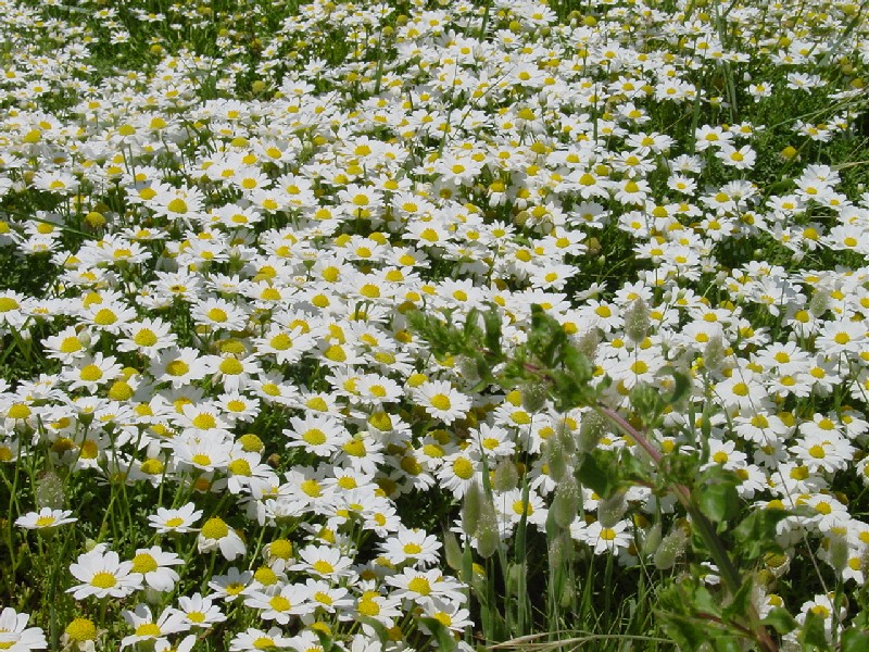 Anthemis maritima / Camomilla marina